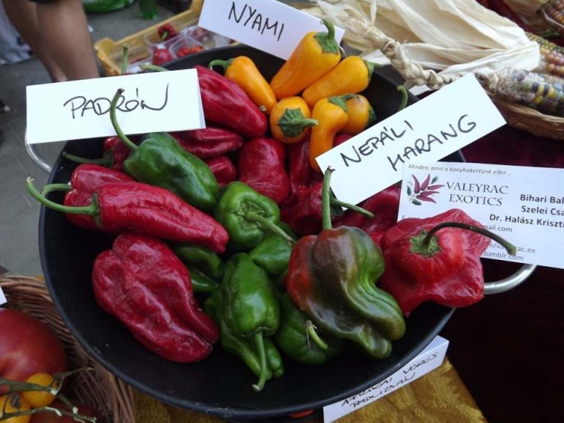 Padron chili  - Csípős paprika ritkaságok az Egzotikus Növények Stúdiója kínálatában